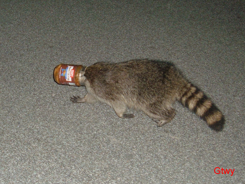 raccoon_with_head_stuck_in_jar_by_gtwy